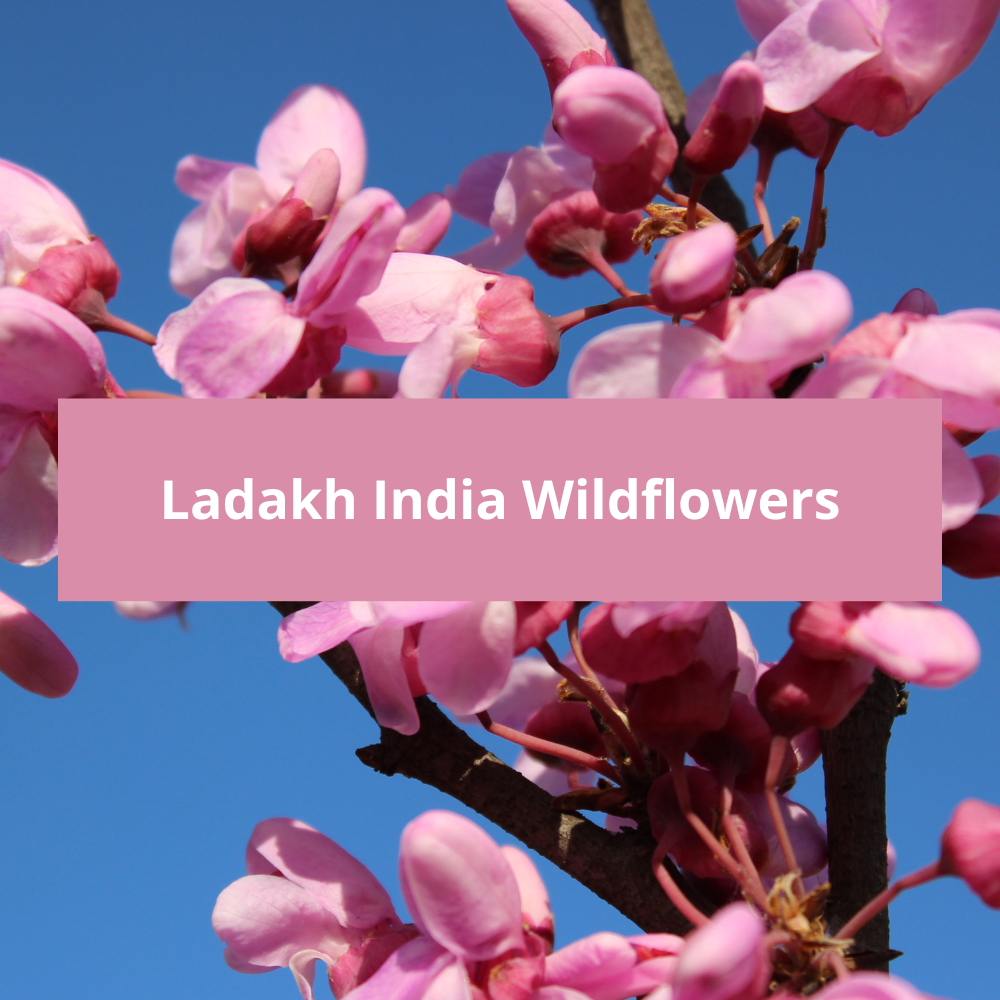 Ladakh-India-Wildflowers