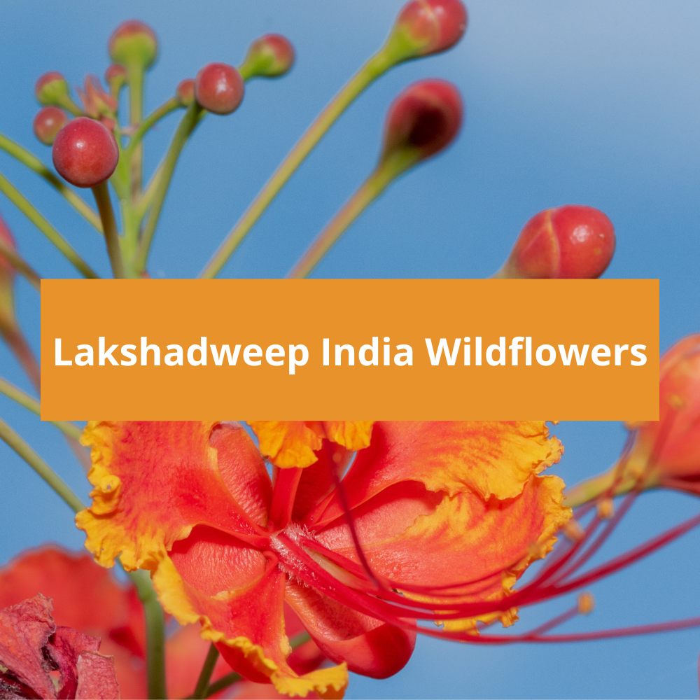 Lakshadweep-India-Wildflowers