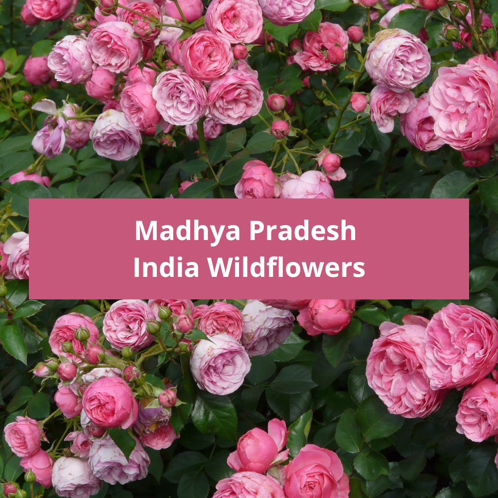 Madhya-Pradesh-India-Wildflowers