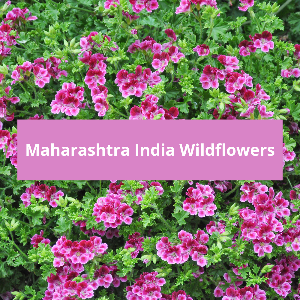 Maharashtra-India-Wildflowers