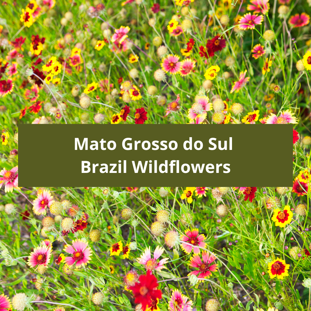 Mato-Grosso-do-Sul-Brazil-Wildflowers