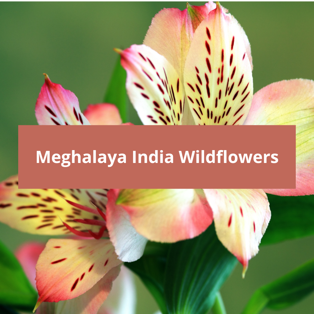 Meghalaya-India-Wildflowers