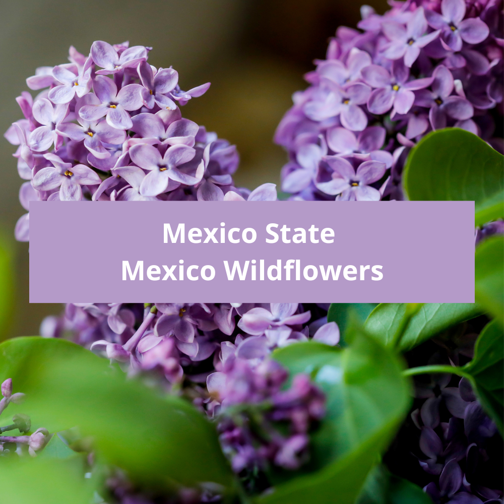 Mexico-State-Mexico-Wildflowers