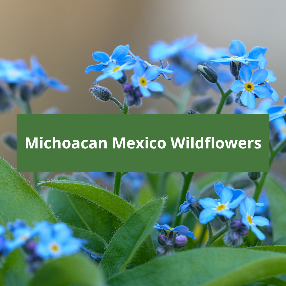 Michoacan-Mexico-Wildflowers
