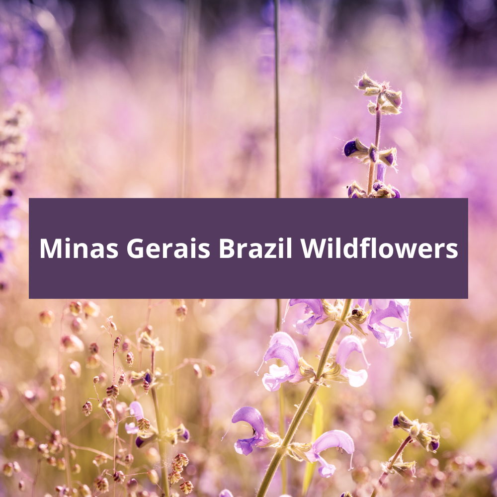 Minas-Gerais-Brazil-Wildflowers