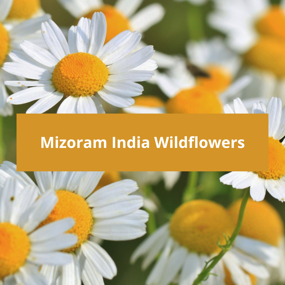 Mizoram-India-Wildflowers