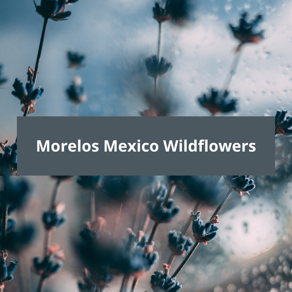 Morelos-Mexico-Wildflowers