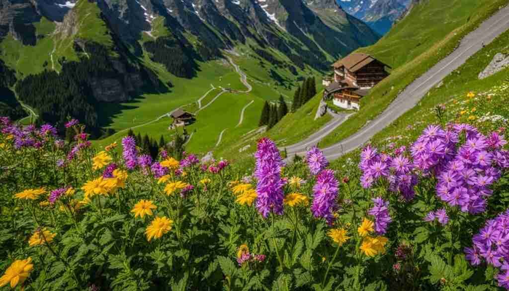 Mürren Allmendhubel Flower Trail