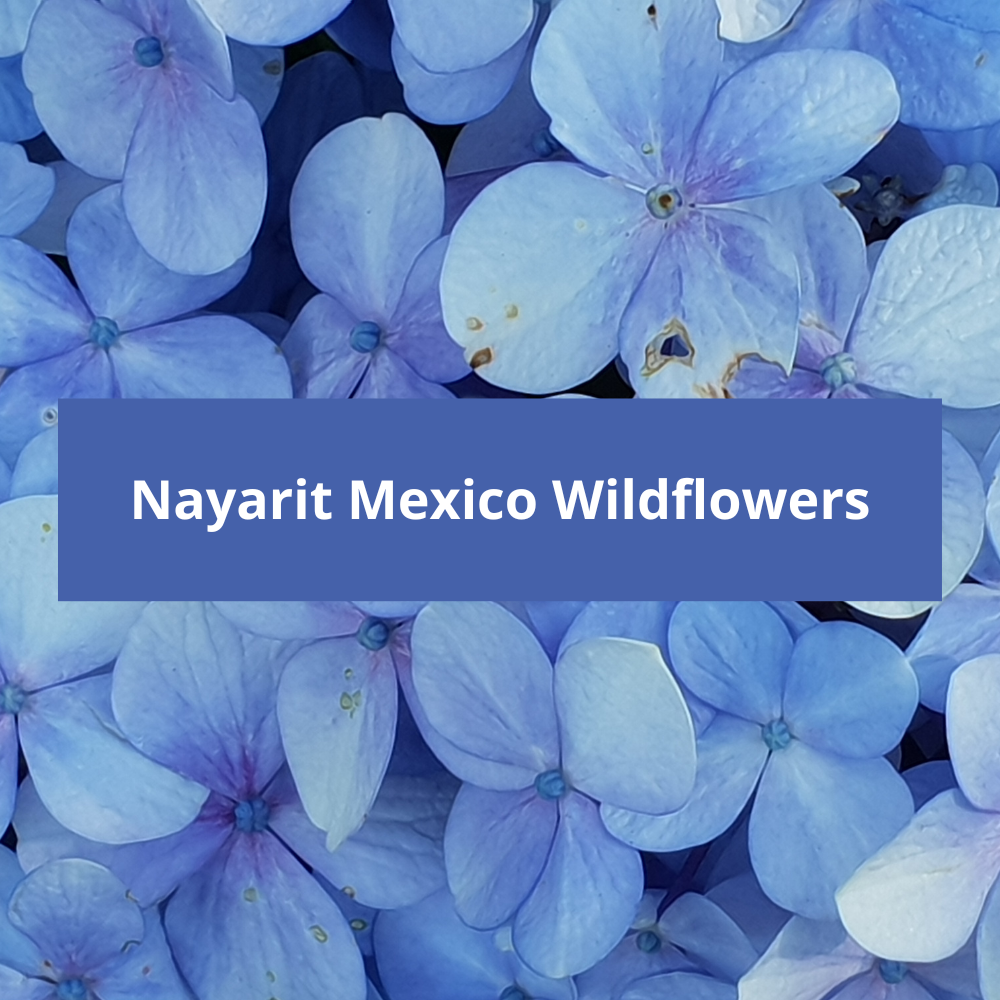 Nayarit-Mexico-Wildflowers