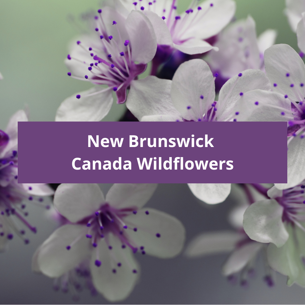New-Brunswick-Canada-Wildflowers