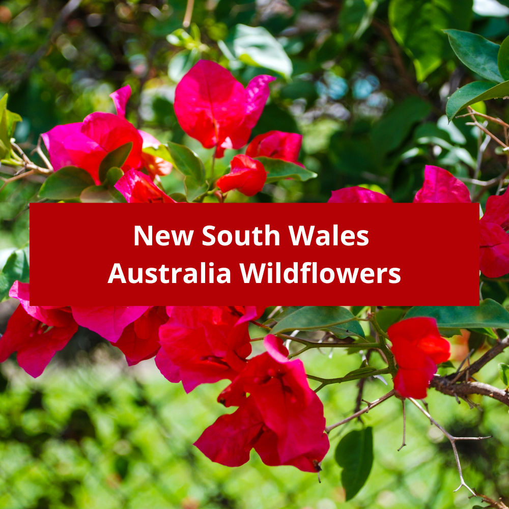 New South Wales Australia Wildflowers