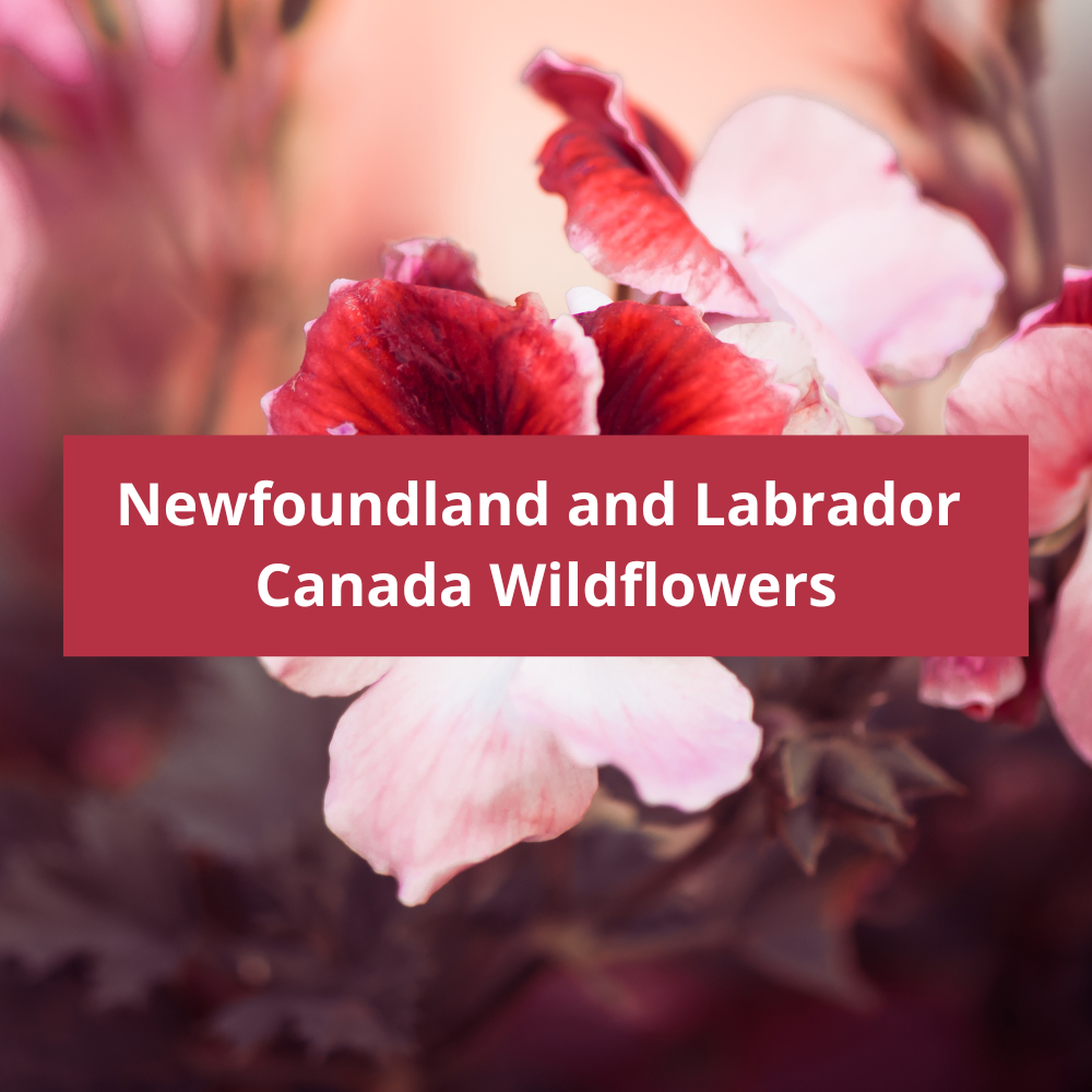 Newfoundland-and-Labrador-Canada-Wildflowers