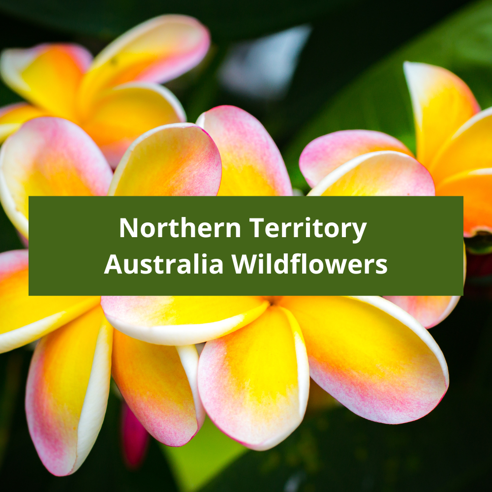 Northern-Territory-Australia-Wildflowers