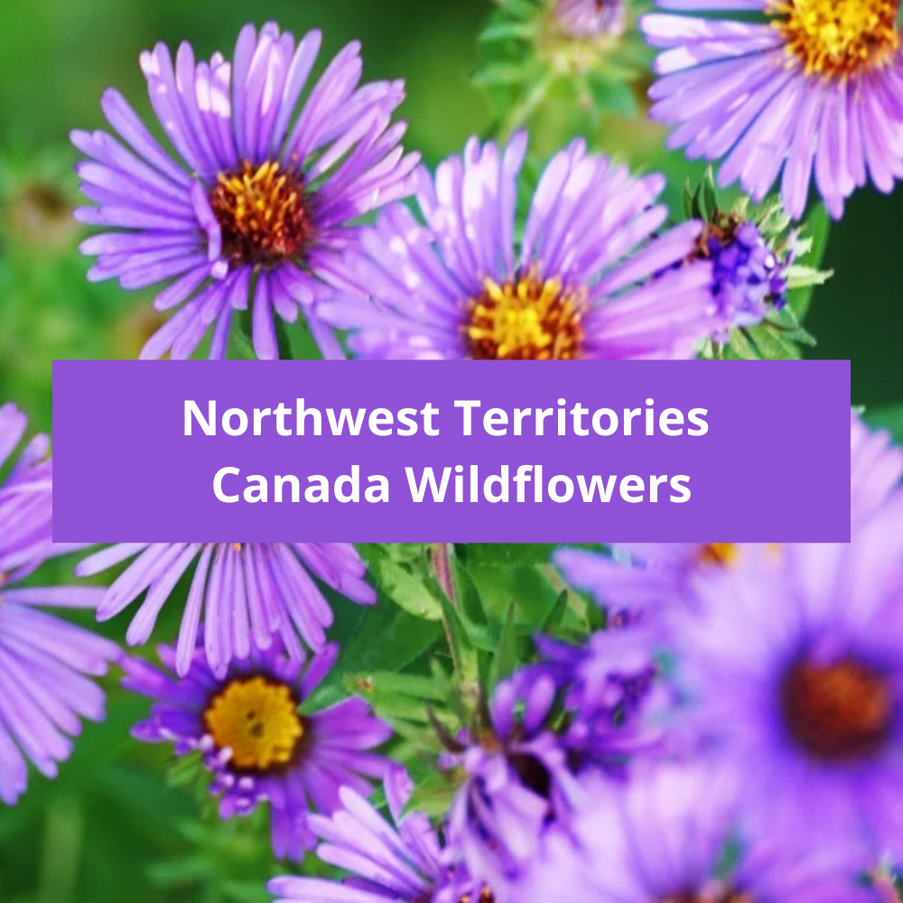 Northwest-Territories-Canada-Wildflowers