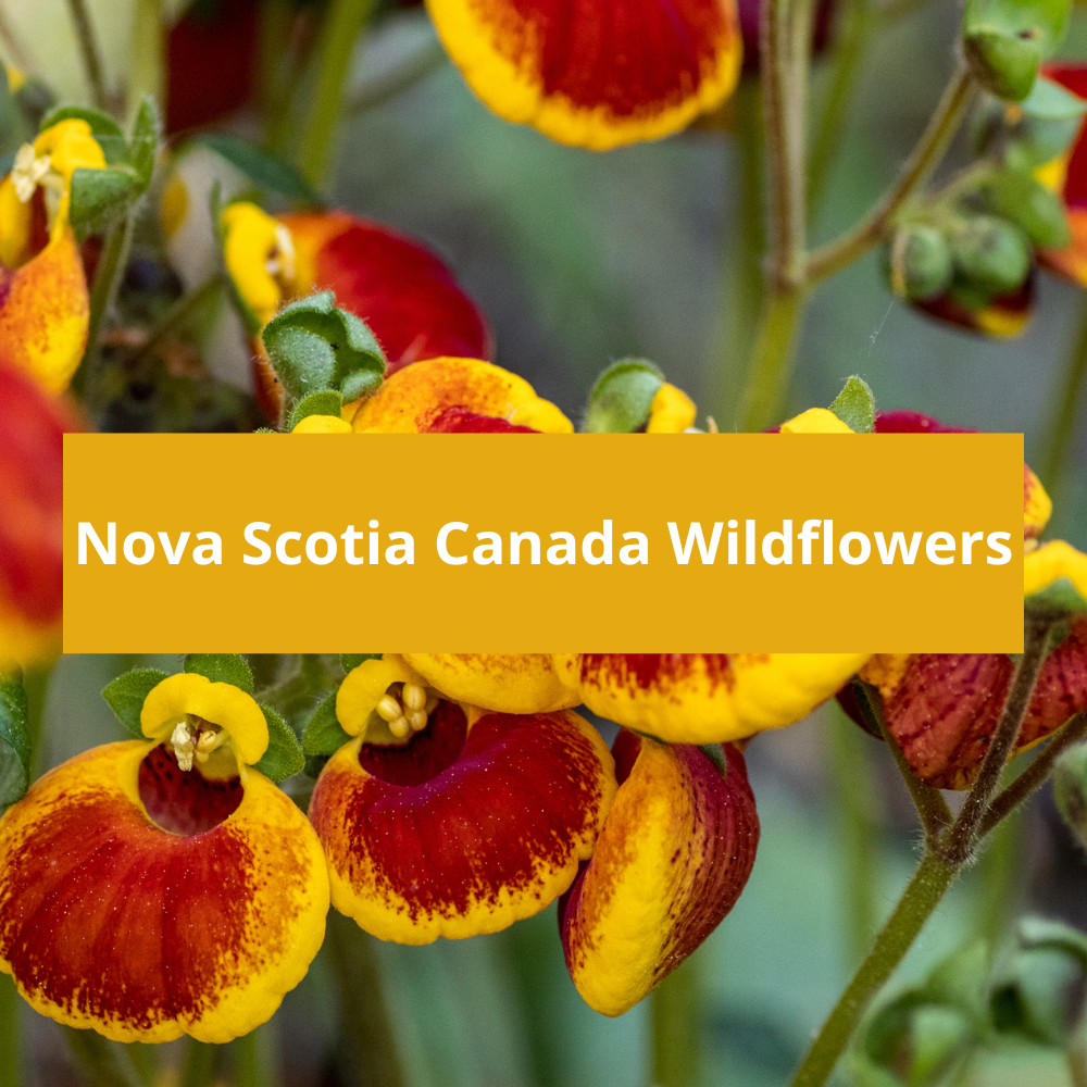 Nova-Scotia-Canada-Wildflowers
