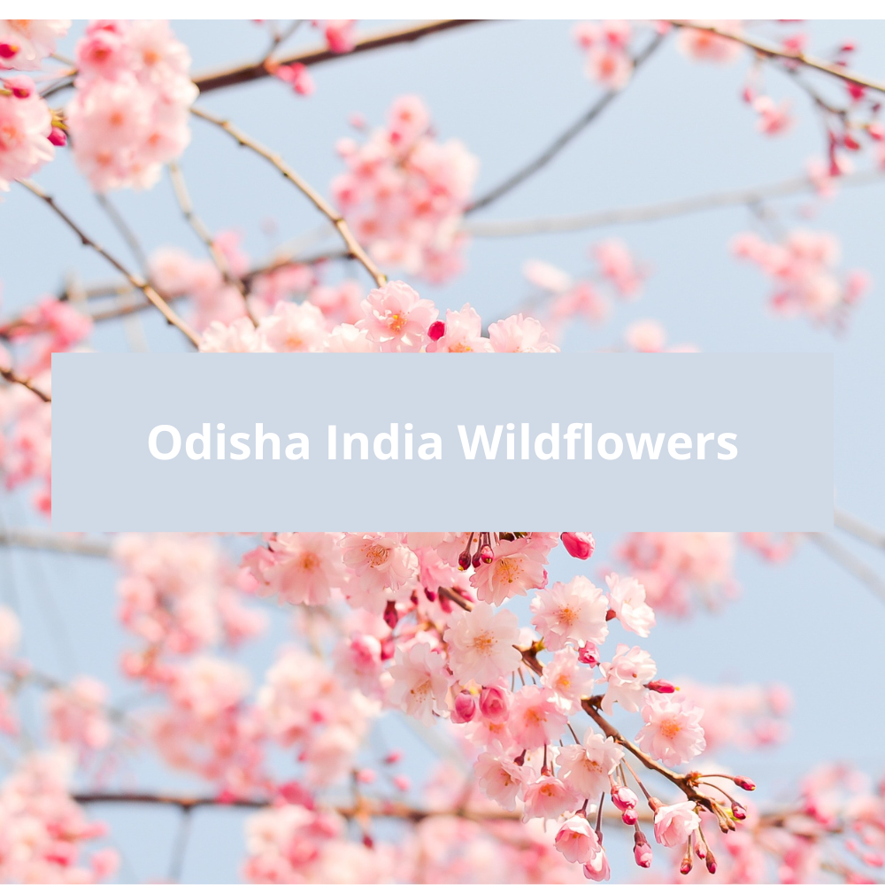 Odisha-India-Wildflowers