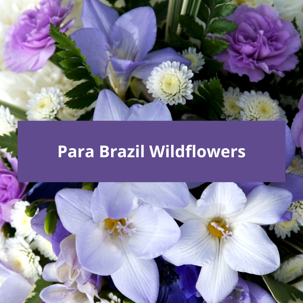 Para-Brazil-Wildflowers