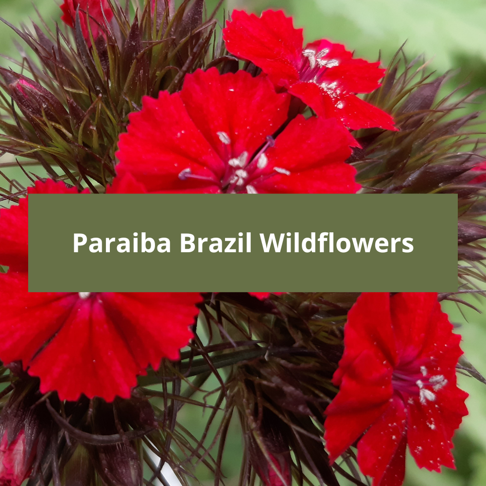 Paraiba-Brazil-Wildflowers
