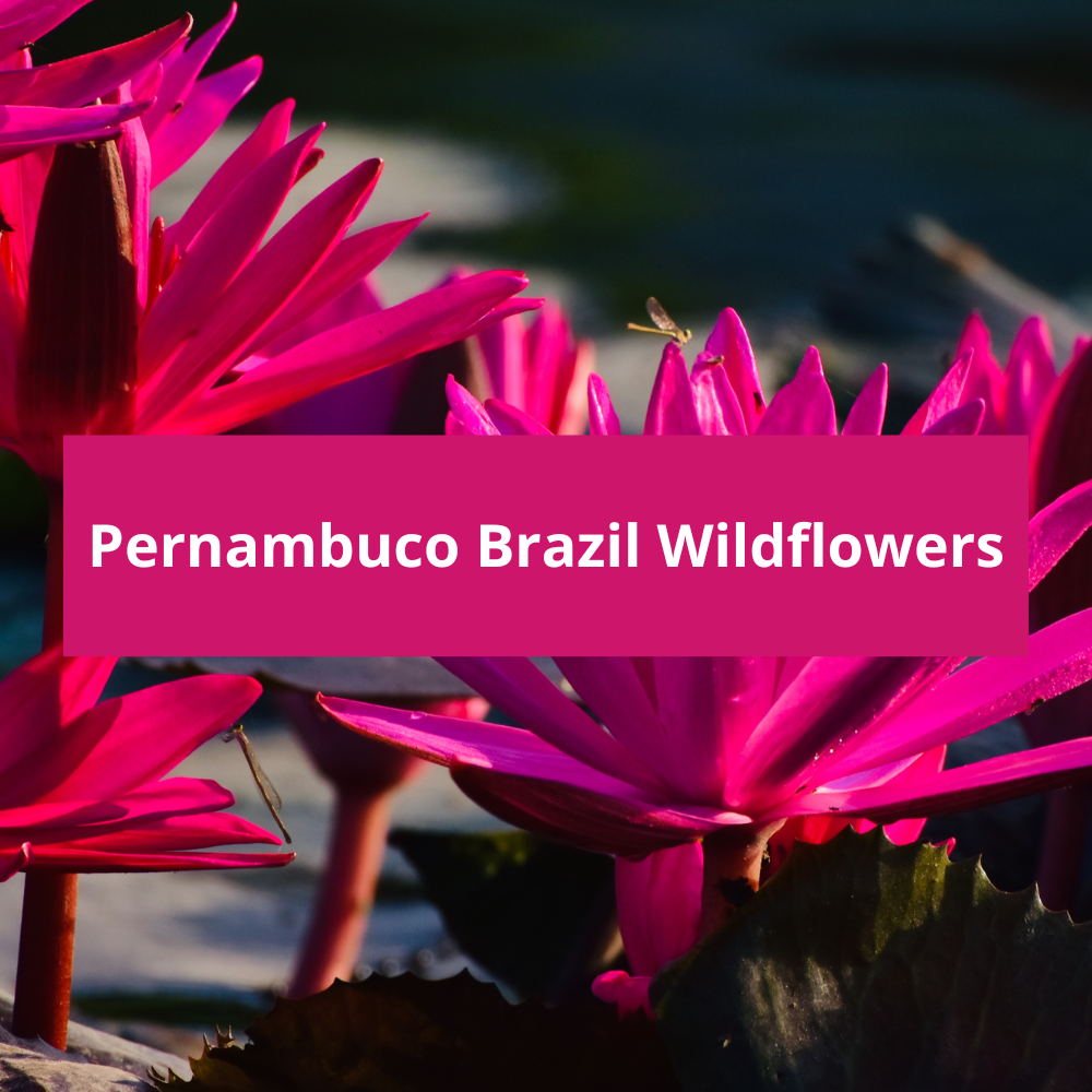 Pernambuco-Brazil-Wildflowers