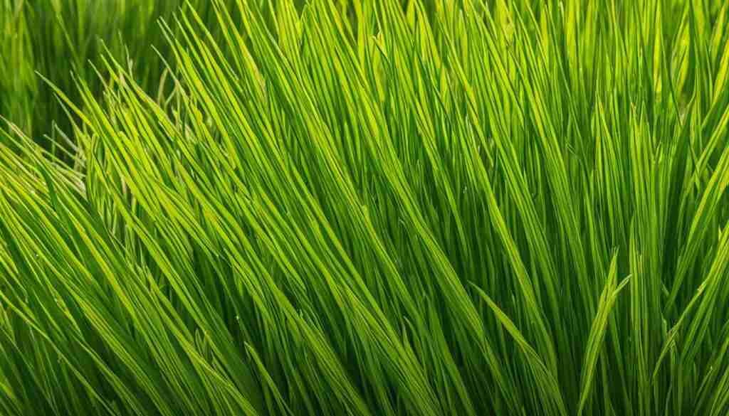 Peruvian Watergrass