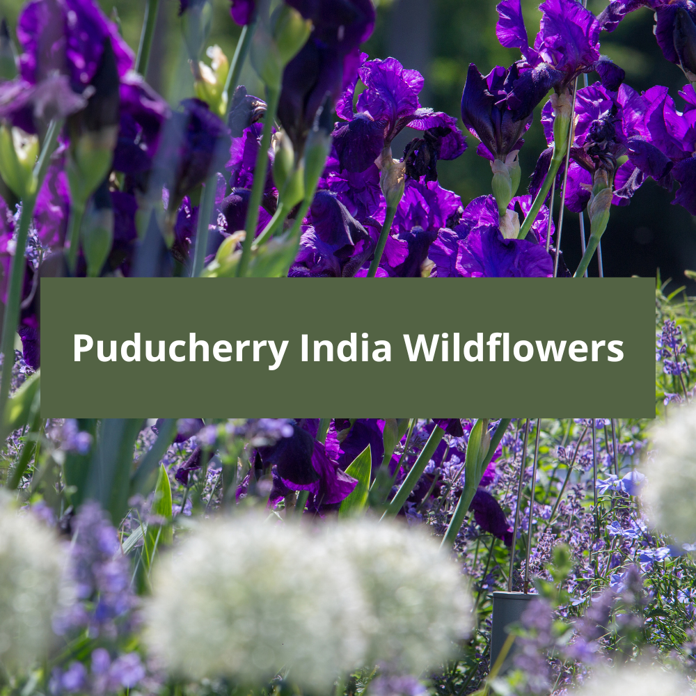 Puducherry-India-Wildflowers