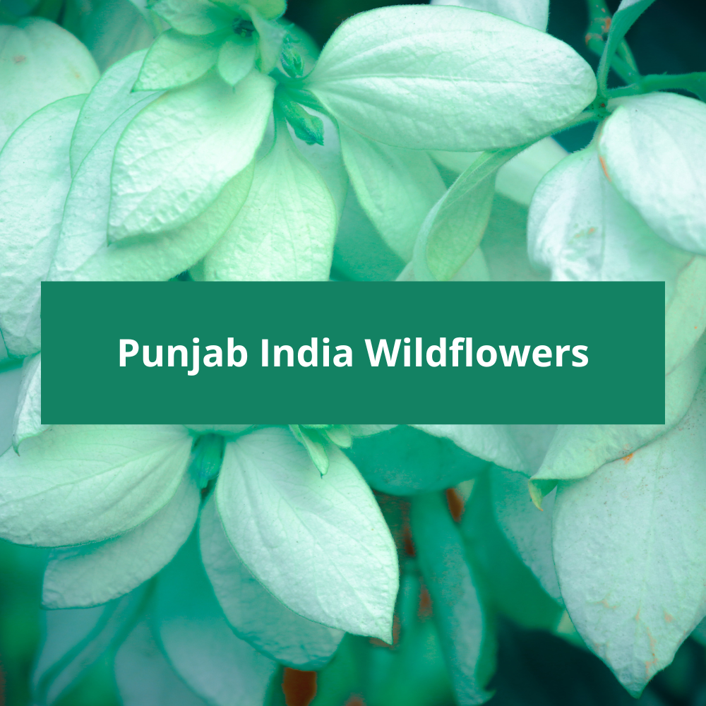 Punjab-India-Wildflowers