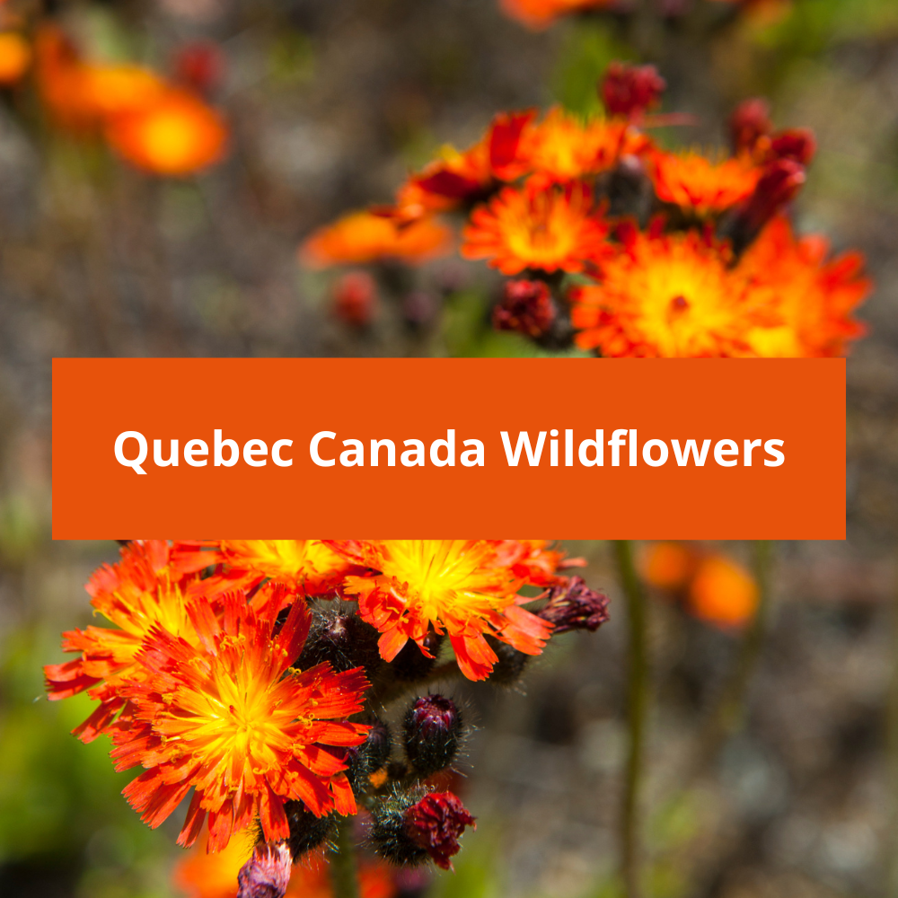 Quebec-Canada-Wildflowers