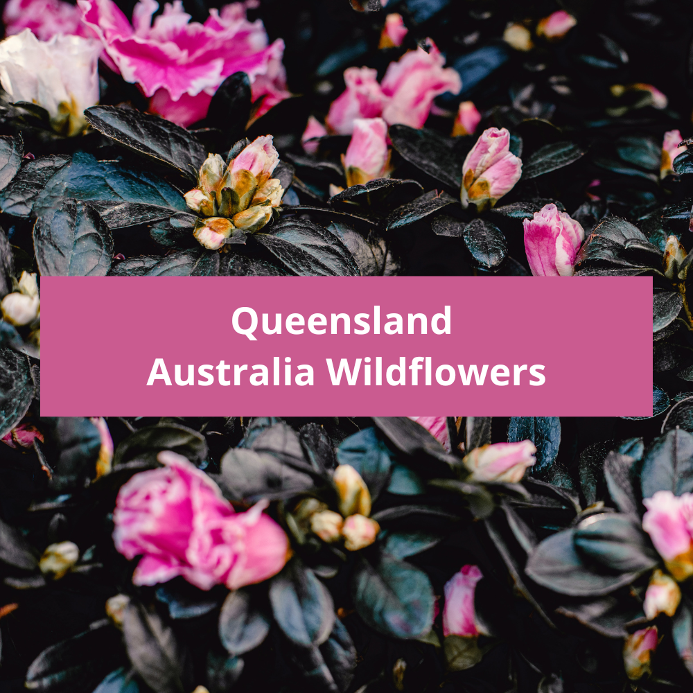 Queensland-Australia-Wildflowers