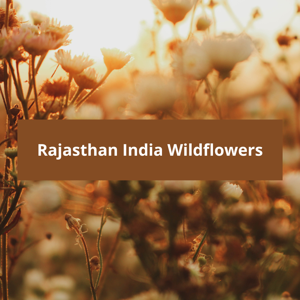 Rajasthan-India-Wildflowers