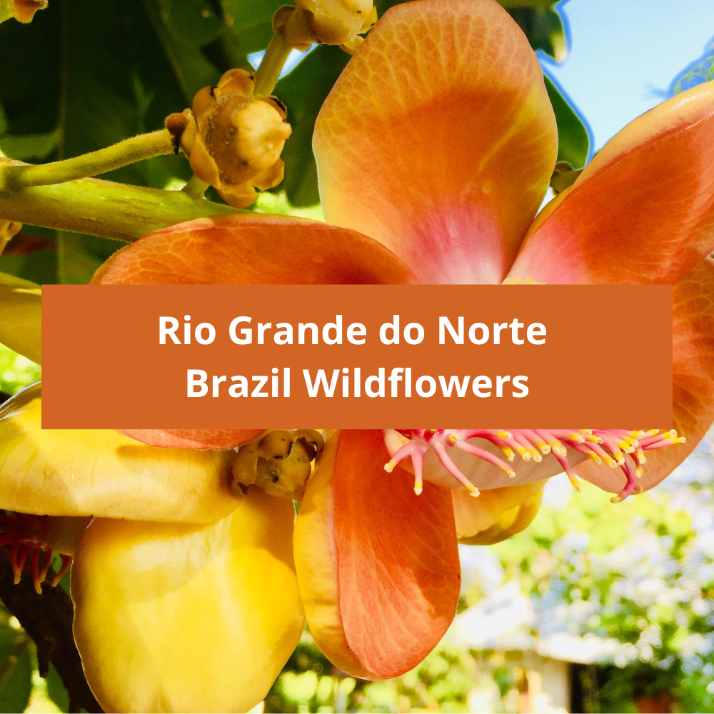 Rio-Grande-do-Norte-Brazil-Wildflowers