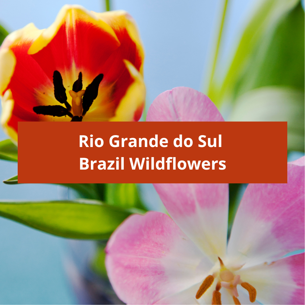 Rio-Grande-do-Sul-Brazil-Wildflowers