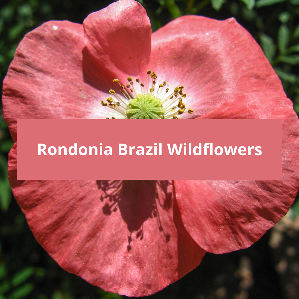 Rondonia-Brazil-Wildflowers