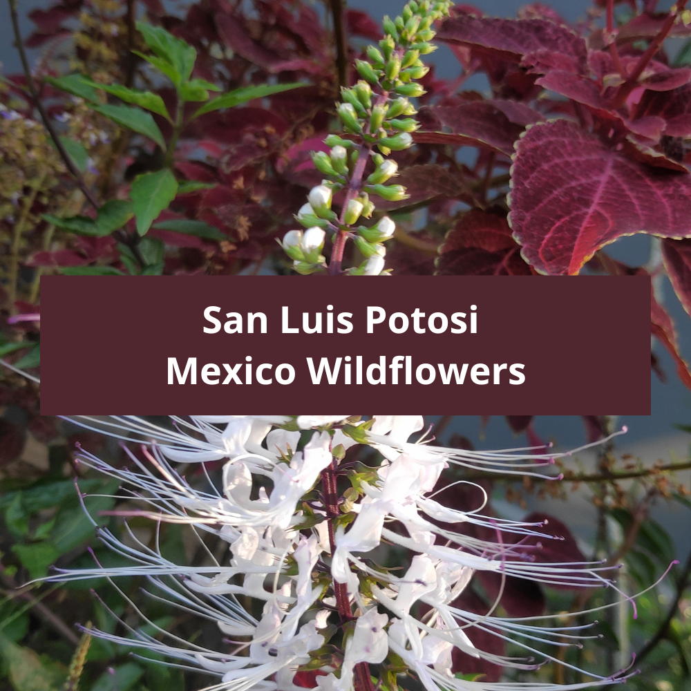 San-Luis-Potosi-Mexico-Wildflowers