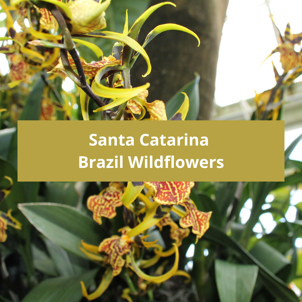 Santa-Catarina-Brazil-Wildflowers