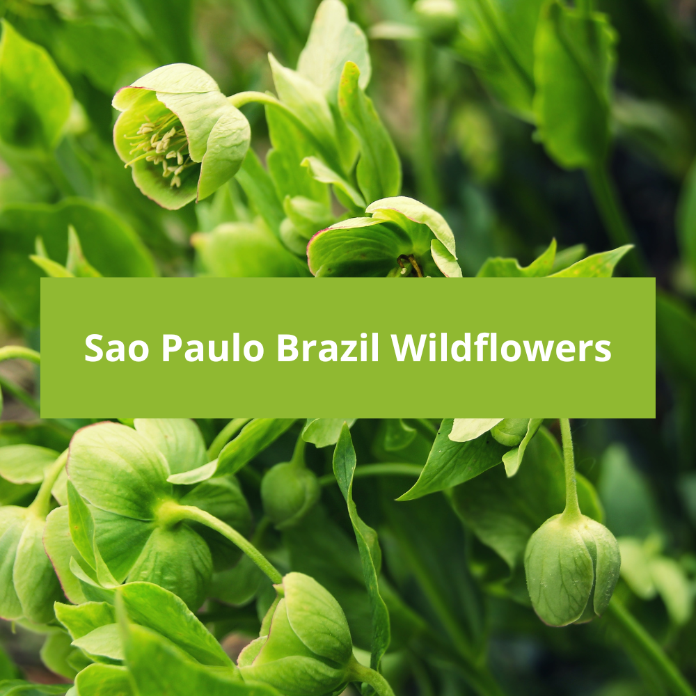 Sao-Paulo-Brazil-Wildflowers