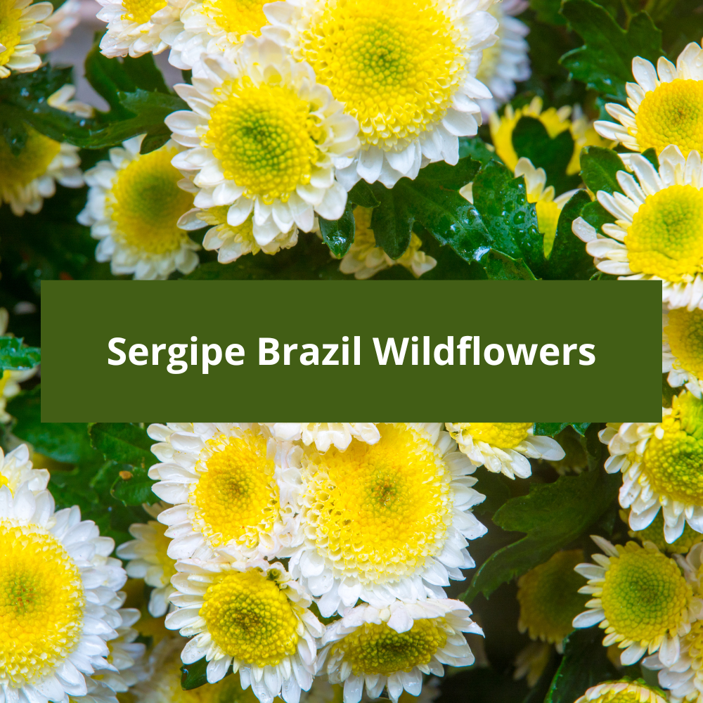 Sergipe-Brazil-Wildflowers