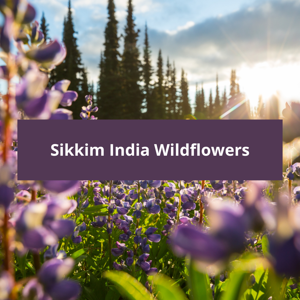 Sikkim-India-Wildflowers