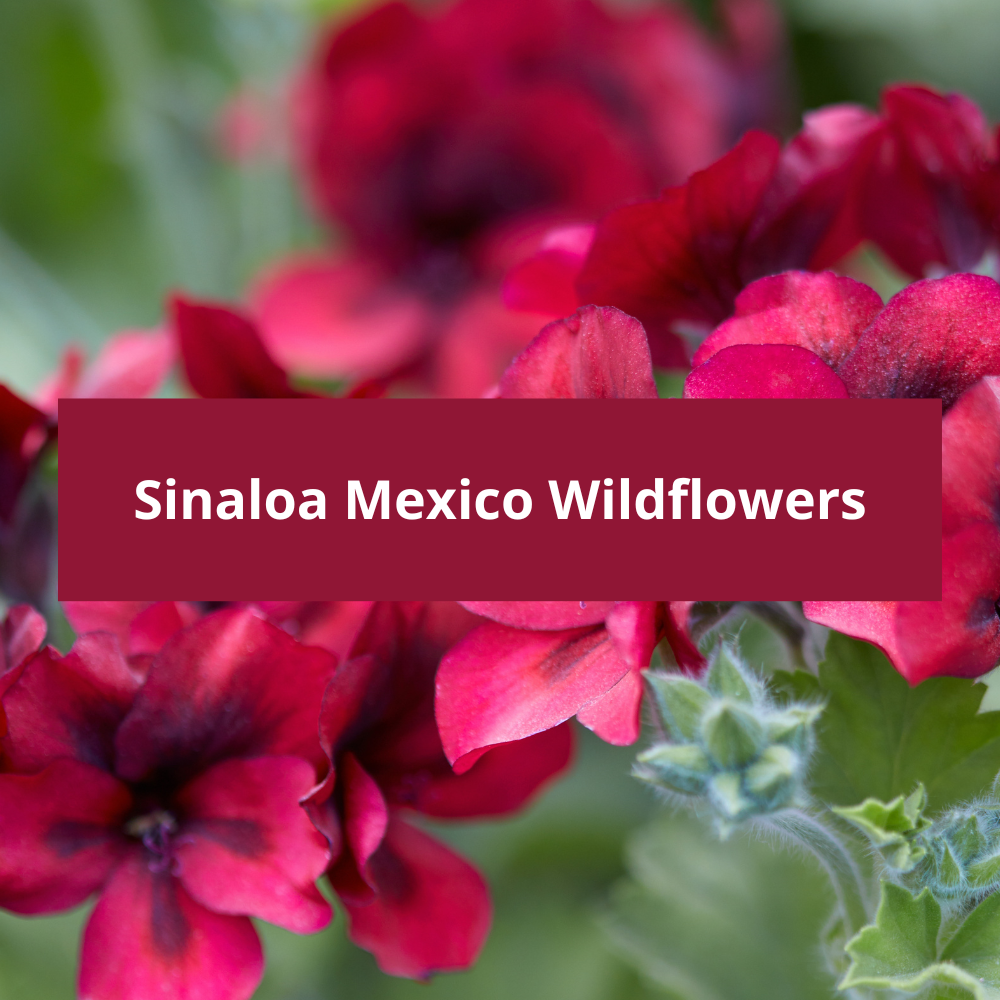 Sinaloa-Mexico-Wildflowers