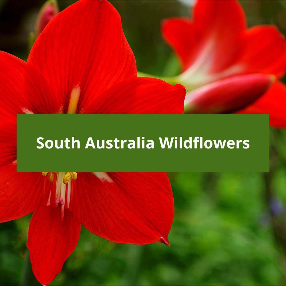 South-Australia-Wildflowers