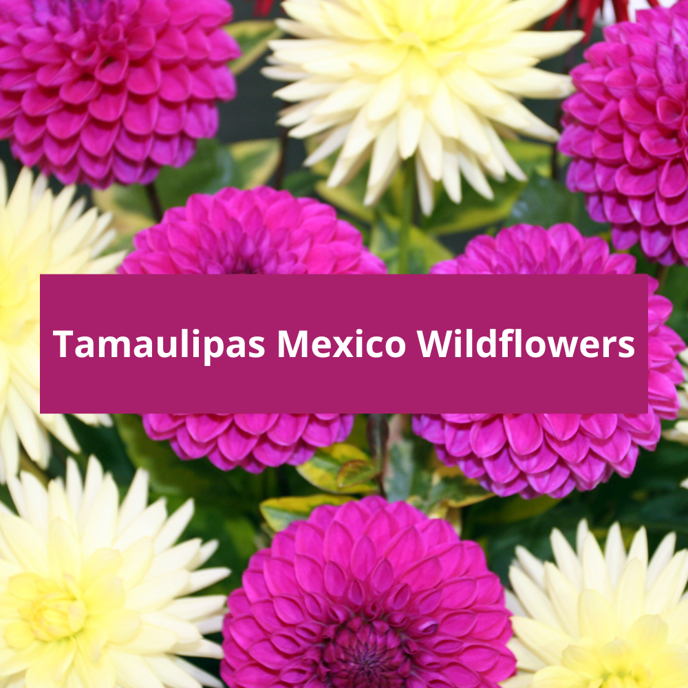 Tamaulipas-Mexico-Wildflowers