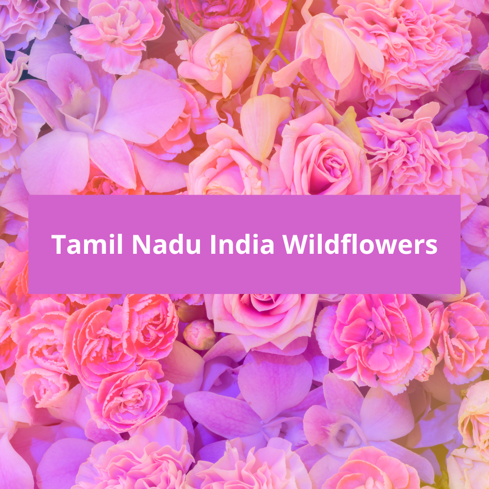 Tamil-Nadu-India-Wildflowers