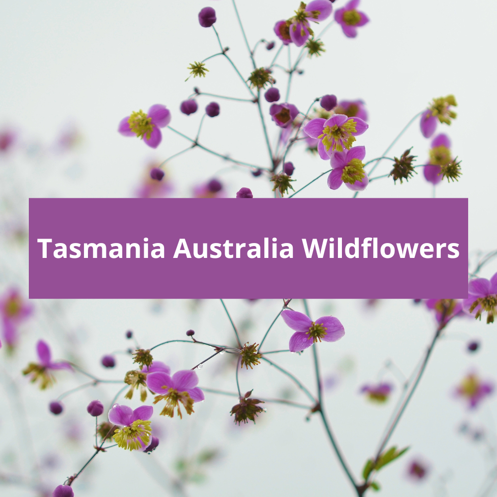 Tasmania-Australia-Wildflowers
