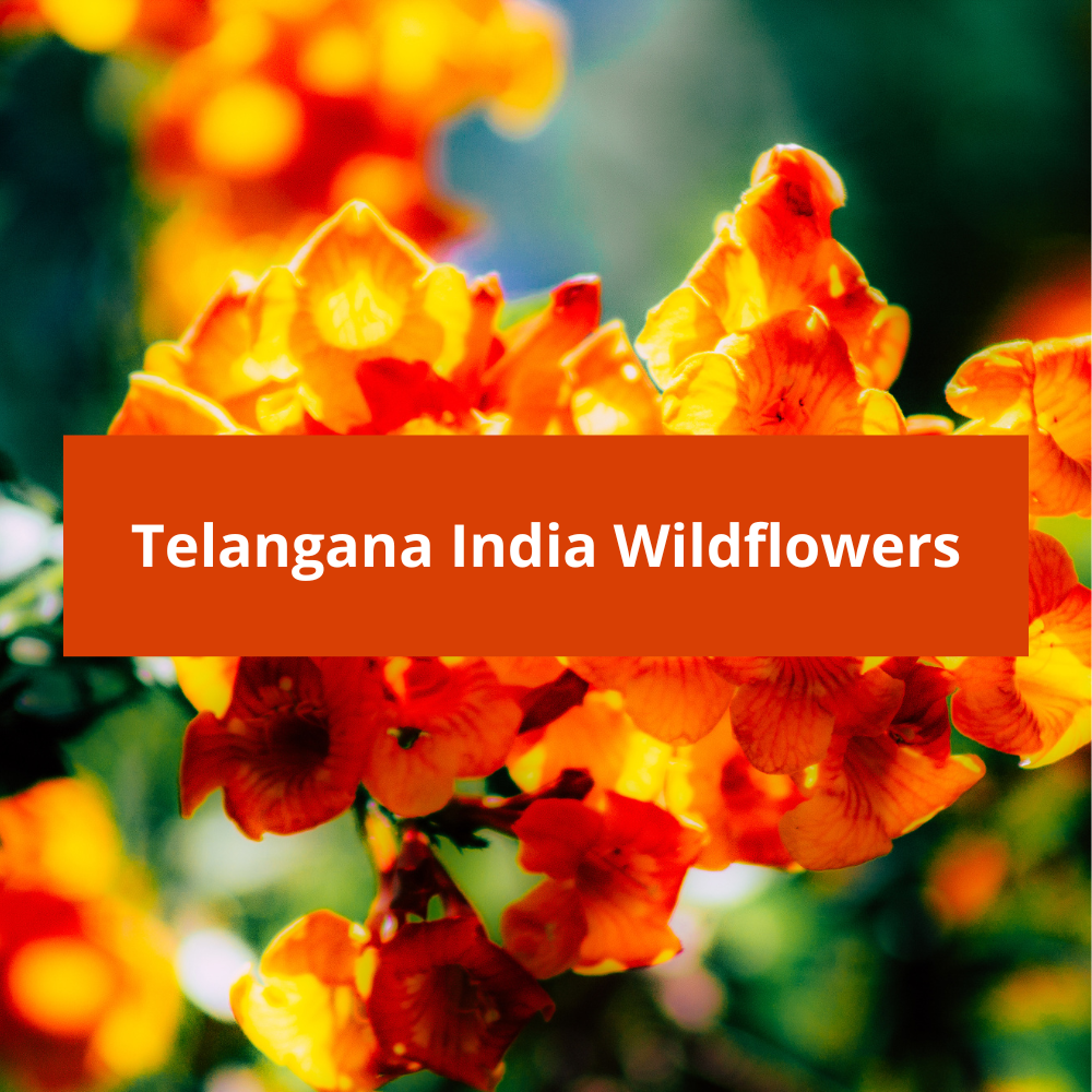 Telangana-India-Wildflowers