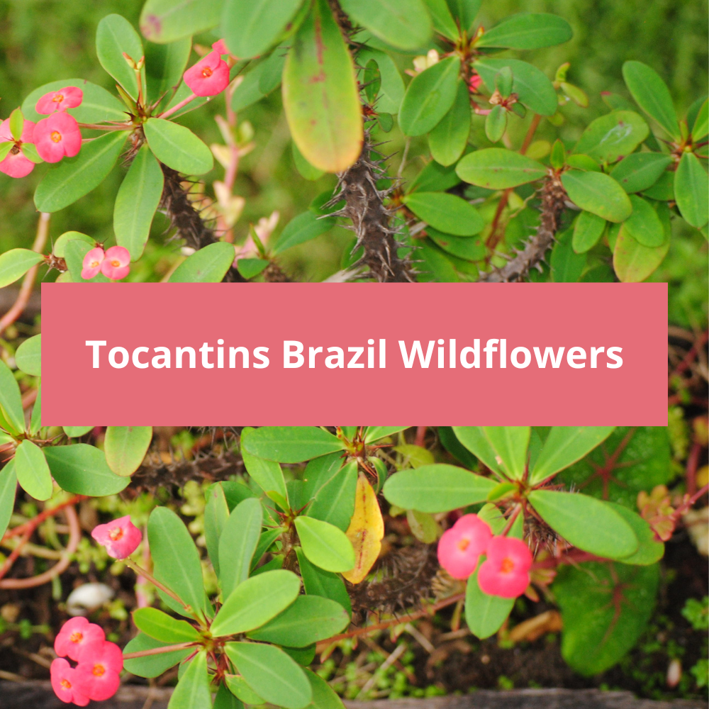Tocantins-Brazil-Wildflowers