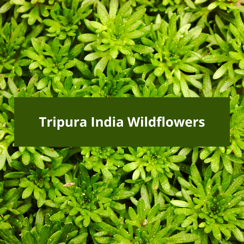 Tripura-India-Wildflowers