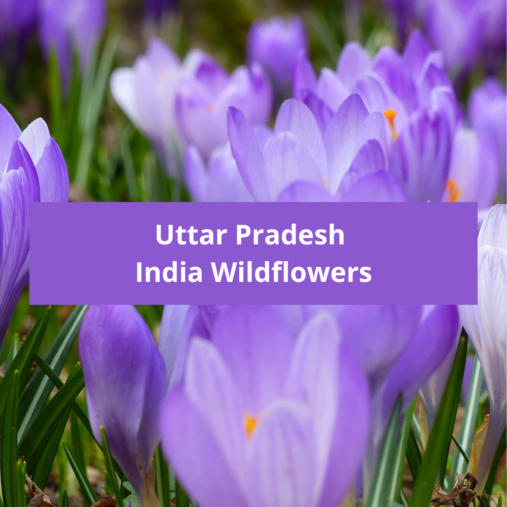 Uttar-Pradesh-India-Wildflowers