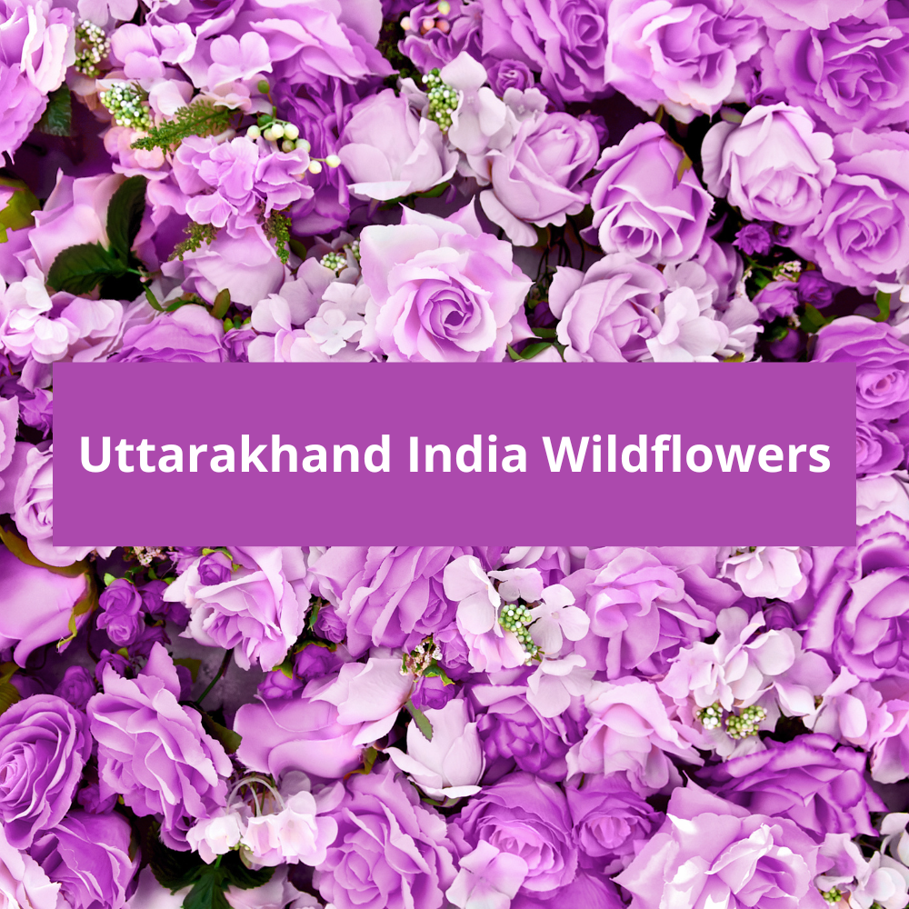 Uttarakhand-India-Wildflowers