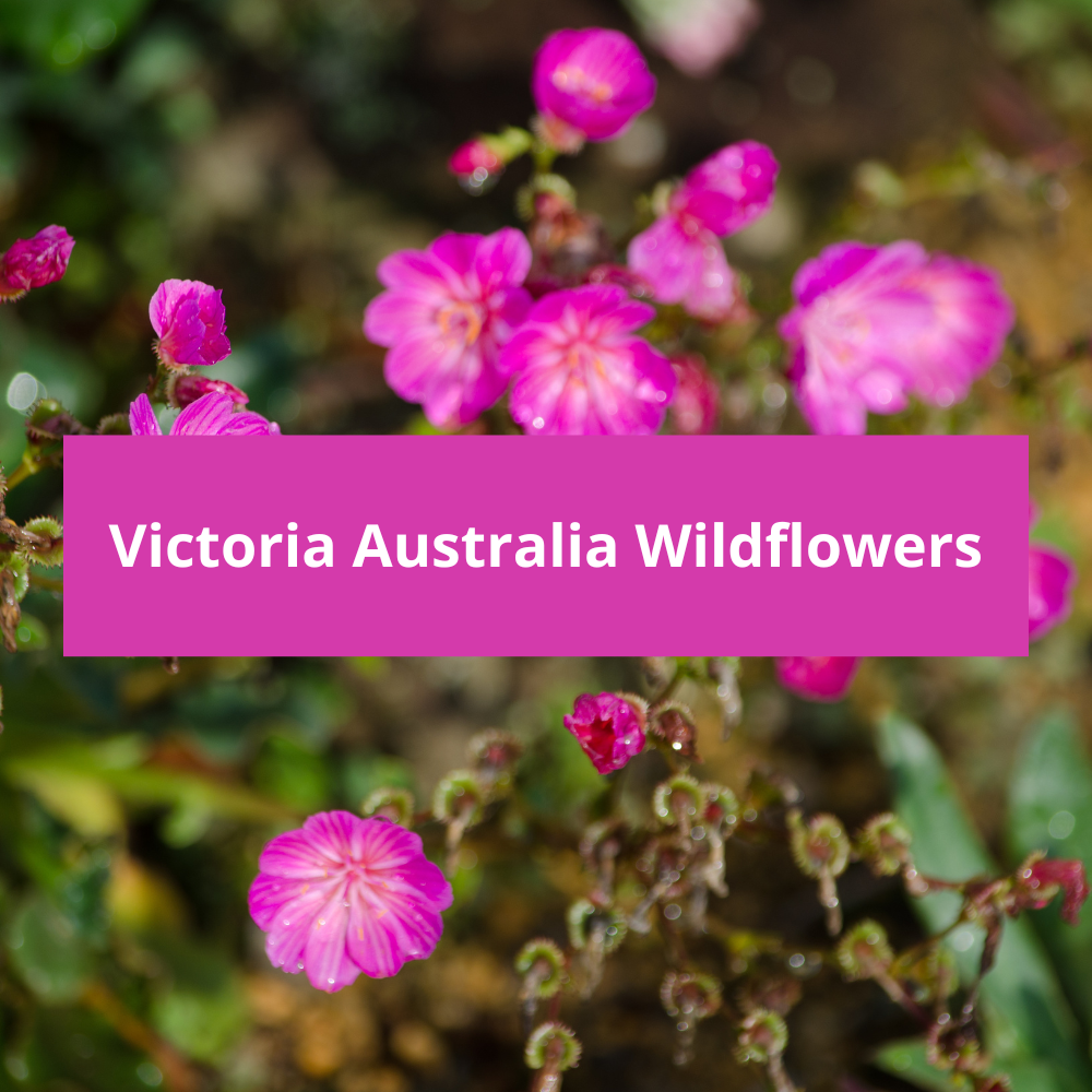 Victoria-Australia-Wildflowers