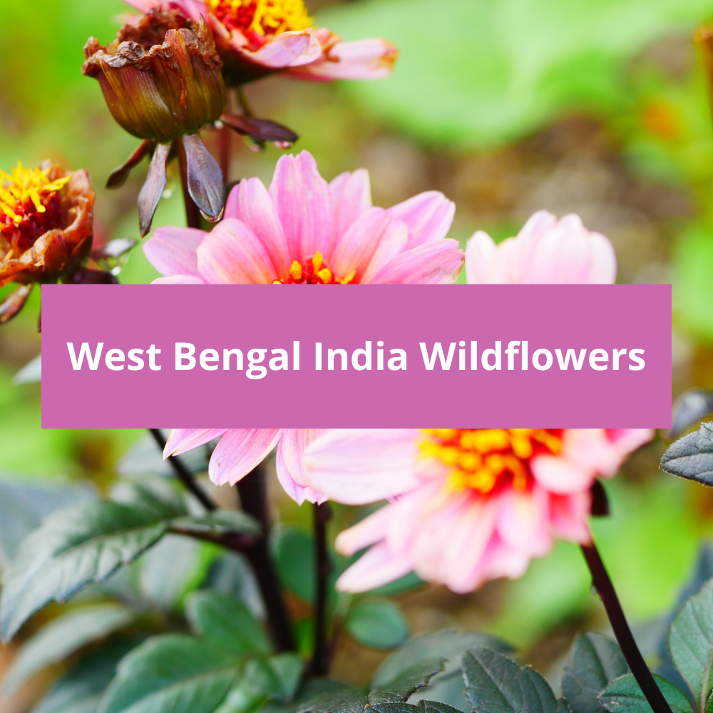 West-Bengal-India-Wildflowers