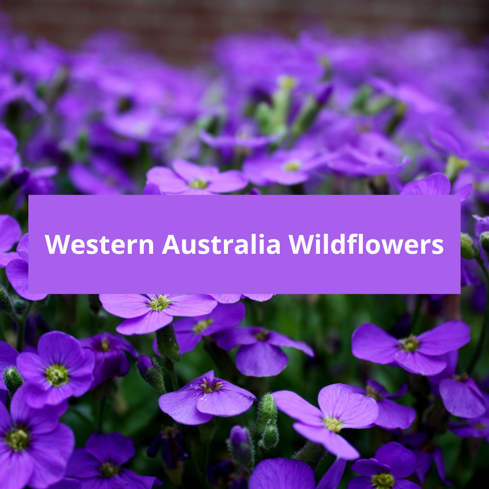 Western-Australia-Wildflowers
